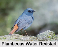 Indian Redstarts, Indian Birds