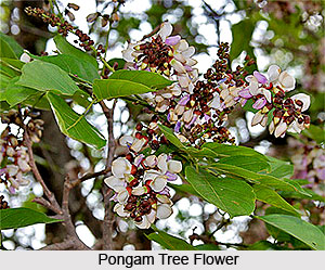 Pongam Tree, Indian Tree