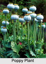 Poppy Seeds, Types of Spice