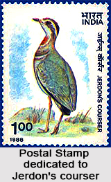 Jerdon`s Courser, Indian Bird