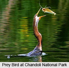 Chandoli National Park, Sangli District, Maharashtra
