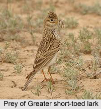 Greater Short-Toed Lark, Indian Bird