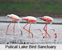 Nellor, Andhra Pradesh