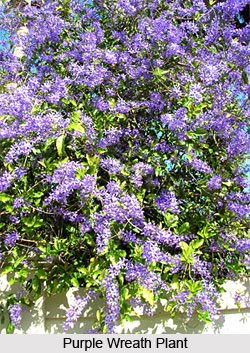 Purple Wreath  , Indian Shrub