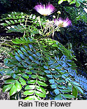 Rain Tree, Indian Tree