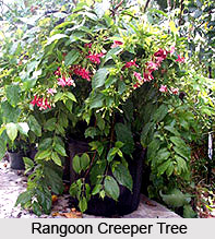 Rangoon Creeper  , Indian Shrub