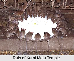 Karni Mata Fair
