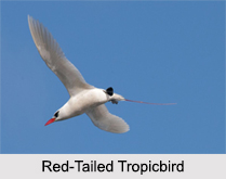 Indian Tropicbirds