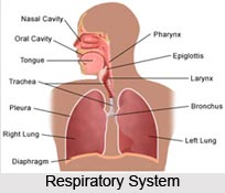 Respiration in Pranayama