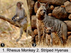 Wildlife in North India