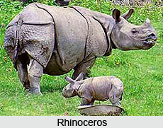Kaziranga National Park