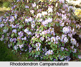 Eastern Himalayan Alpine Shrub and Meadows