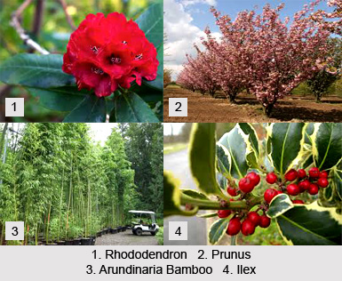 Northeast India-Myanmar Pine Forests
