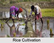 Rice, Indian Food crop