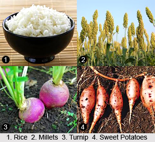 Importance of Dietary Fibre, Naturopathy