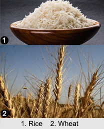 Indian Food Crops, Indian Vegetation