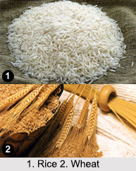 Agriculture in India