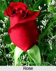 Roses, Indian Flower