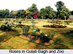 Gulab Bagh and Zoo