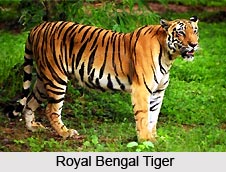 Indian Flora and Fauna