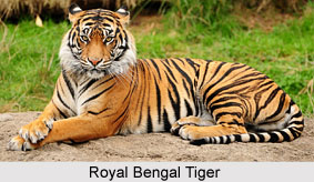 National Symbols of India