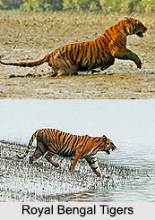 West Bengal Eco Parks, Eco Parks in India
