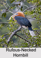 Indian Hornbills, Indian birds