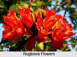 Rugtoora, Indian Medicinal Plant