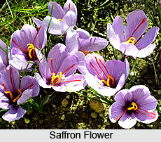 Saffron Flower in India