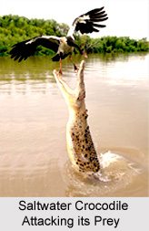Saltwater Crocodile, Indian Reptile