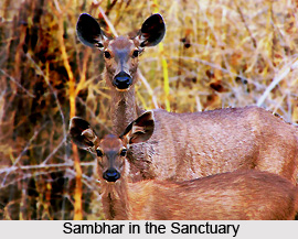 Tadoba National Park, Chandrapur, Maharashtra