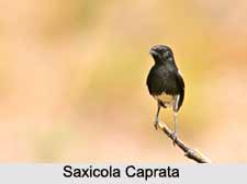 Pied Bush Chat, Indian Bird