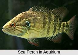 Sea Perches, Indian Marine Species