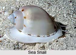 Types of Snail