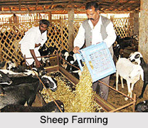 Animal Husbandry in India