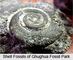 Ghughua Fossil Park