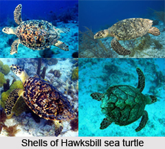 Hawksbill Sea Turtle, Marine Species