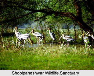 Shoolpaneshwar Wildlife Sanctuary