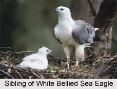 White-Bellied Sea Eagle, Indian Bird