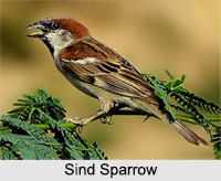 Indian Sparrows, Indian Bird
