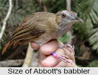 Abbott`s Babbler, Indian Bird