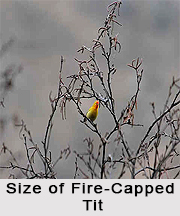 Fire-Capped Tit, Indian Bird