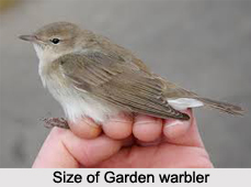 Garden Warbler, Indian Bird