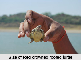 Red-Crowned Roofed Turtle, Indian Reptile