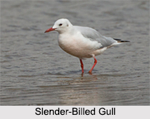 Indian Gulls