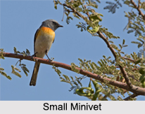 Indian Minivets, Indian Birds