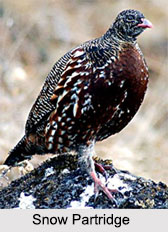 Indian Partridges