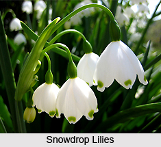 Bulb plants in India