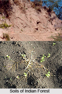 Forest Soils in India
