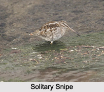 Indian Snipes, Indian Birds